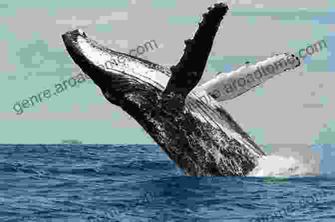 A Breaching Humpback Whale Gracefully Leaping Out Of The Ocean. Cougar Frenzy (Orca Echoes)