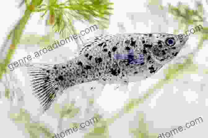 A Dalmatian Molly Fish With A White Body And Black Spots, Swimming Gracefully In The Aquarium Recommended Tropical Fish 50: Even For Beginners