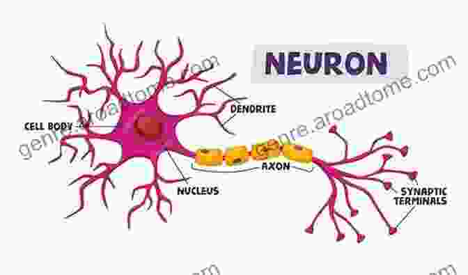 A Detailed Illustration Of A Neuron, Showcasing Its Dendrites, Axon, And Synapse. Cellular And Molecular Neurophysiology VERONIQUE PRUDHOMME