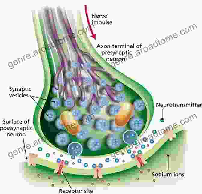 A Diagram Depicting The Process Of Neurotransmission, Showing The Release Of Neurotransmitters From A Presynaptic Neuron And Their Binding To Receptors On A Postsynaptic Neuron. Cellular And Molecular Neurophysiology VERONIQUE PRUDHOMME