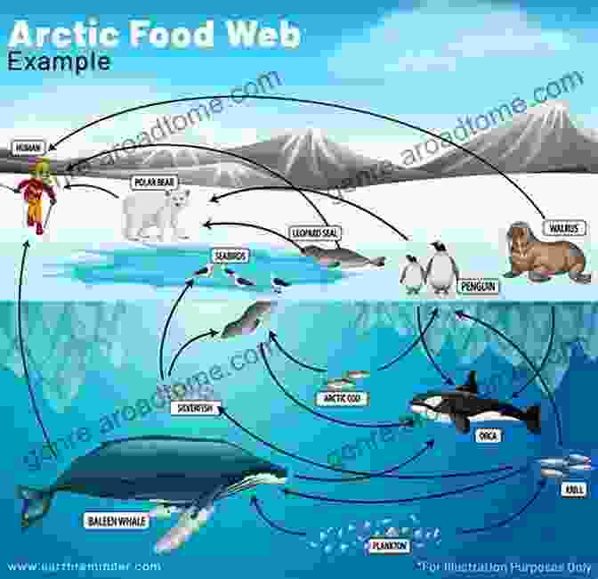 A Diagram Of The Arctic Food Web, Illustrating The Process Of Biomagnification, Where Contaminants Accumulate And Magnify As They Move Up The Trophic Levels, Posing A Threat To Top Predators Such As Polar Bears. Silent Snow: The Slow Poisoning Of The Arctic