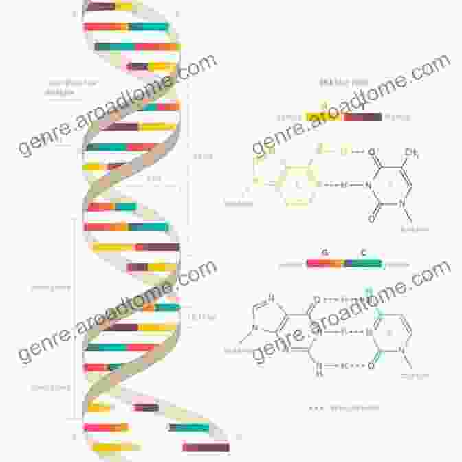 A Diagram Of The DNA Double Helix Understanding Genes (Understanding Life) Kostas Kampourakis