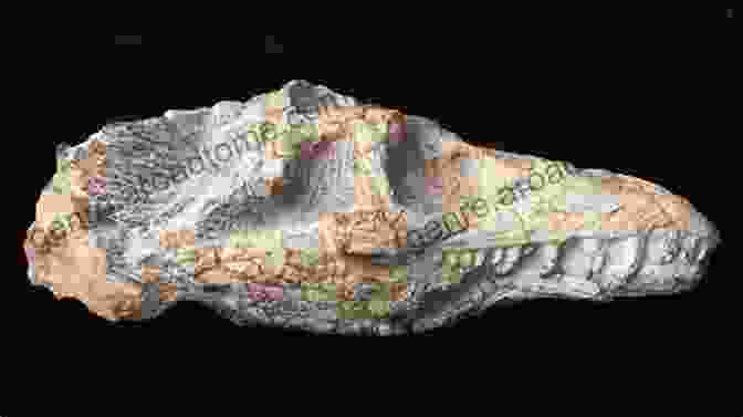 A Fossilized Skull Of An Early Dinosaur, Illustrating Its Reptilian Features Dinosaurs The Grand Tour: Encyclopedia For Everyone Who Love Dinosaurs