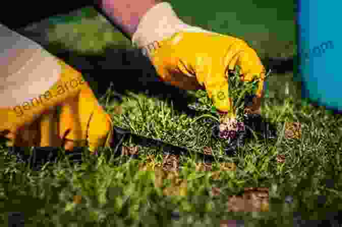 A Gardener Weeding In July The Gardening Calendar: What To Do Each Month In The Garden