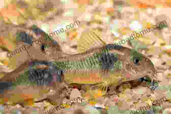 A Group Of Corydoras Catfish Scavenging For Food At The Bottom Of The Aquarium, Their Armored Bodies Gleaming Under The Lights Recommended Tropical Fish 50: Even For Beginners