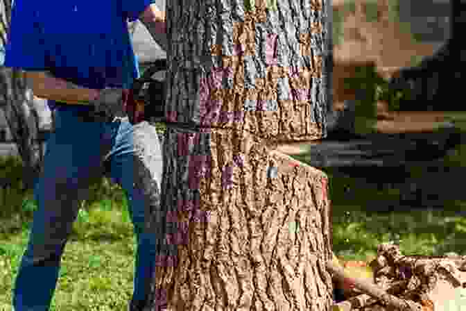 A Large Tree Trunk Being Cut Down By A Chainsaw, With Wood Chips Flying Everywhere. Why Would Anyone Cut A Tree Down?