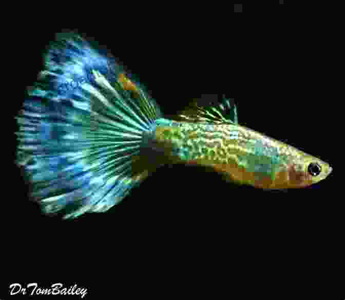 A Male Guppy Fish With An Elaborate, Flowing Tail Fin And Vibrant Patterns On Its Body Recommended Tropical Fish 50: Even For Beginners