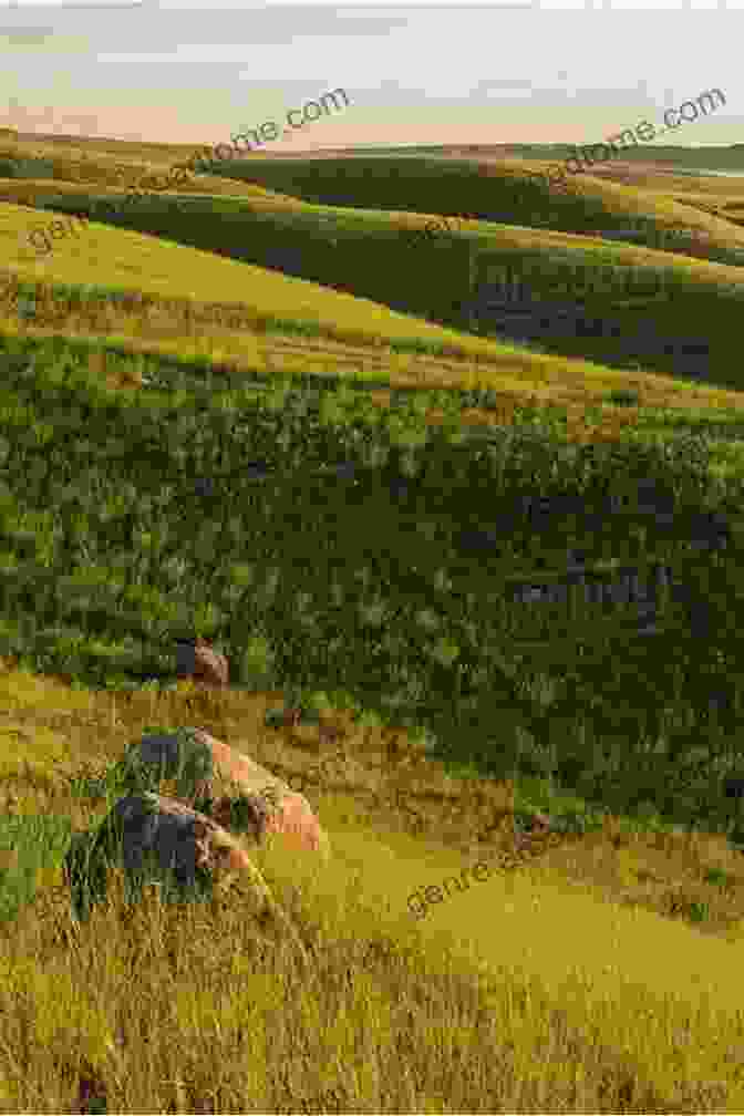 A Panoramic View Of The Northern Prairie, Showcasing Its Rolling Hills, Vast Grasslands, And Scattered Wildflowers Let S Grow On The Northern Prairie