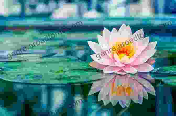 A Photo Art Image Of A Lotus Flower Blooming In A Pond. Photobook Of Lotus Flowers: Photo Art Photo Of Lotus Flower 100+ Images