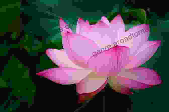 A Photo Art Image Of A Lotus Flower In A Field Of Flowers. Photobook Of Lotus Flowers: Photo Art Photo Of Lotus Flower 100+ Images