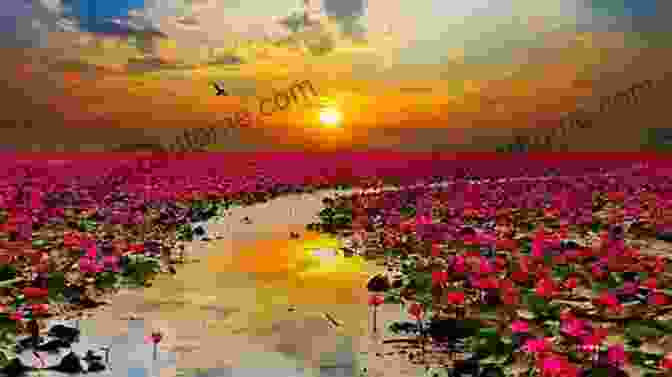 A Photo Art Image Of A Lotus Flower In A Field With A Sunset In The Background. Photobook Of Lotus Flowers: Photo Art Photo Of Lotus Flower 100+ Images