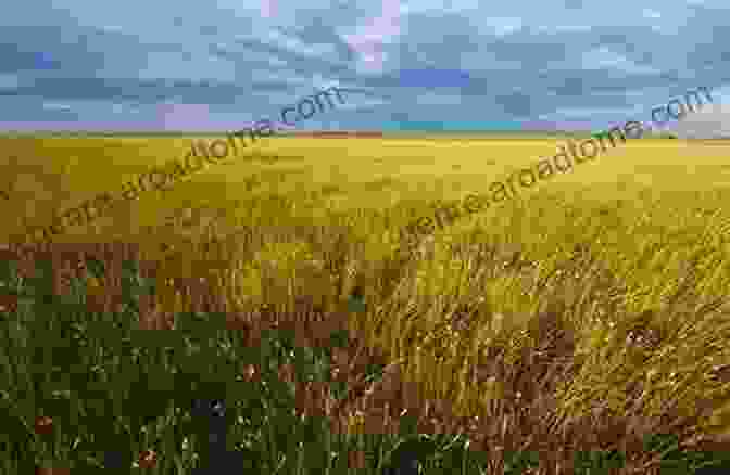 A Photo Of A Grassland Grasslands: Discover Pictures And Facts About Grasslands For Kids A Earth Science For Children