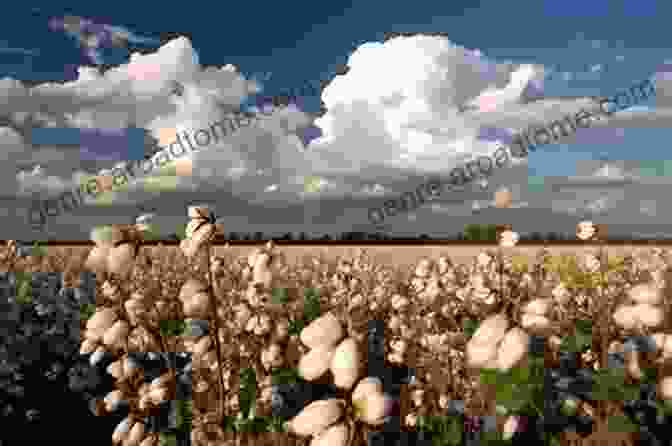 A Photograph Of A Cotton Plant With Fluffy White Bolls Ready For Harvest The Cotton Gin: A History Just For Kids