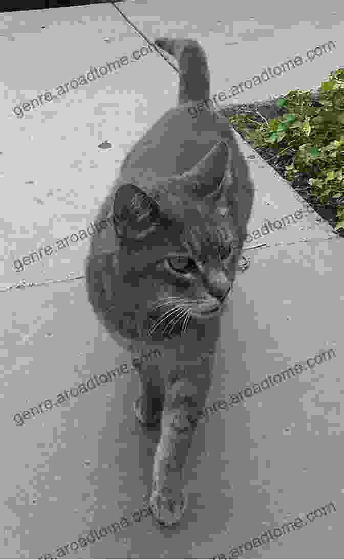 A Rugged And Independent Gray Cat, Jasper Roams The Neighborhood With A Thirst For Adventure. The Cats Of Blaine Avenue