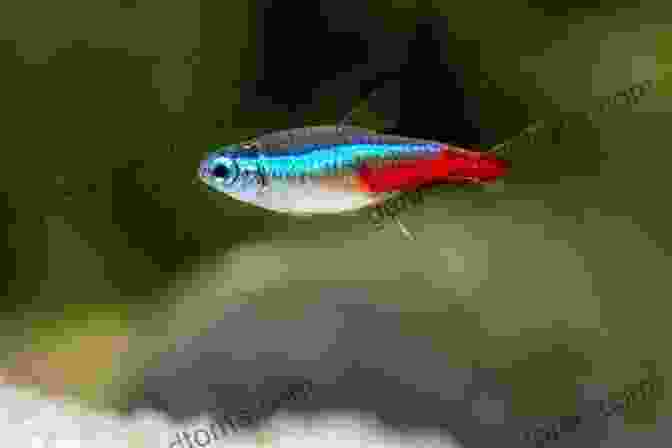 A Vibrant Neon Tetra Fish With A Slim, Elongated Body And Shimmering Blue And Red Stripes Recommended Tropical Fish 50: Even For Beginners