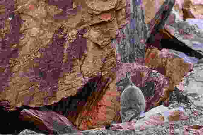 A Young Kangaroo Sits On A Rock, Looking Longingly At A Book. Ranger Rick: I Wish I Was A Kangaroo (I Can Read Level 1)