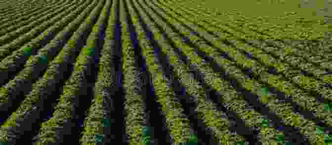 An Aerial View Of A Sprawling Cotton Field, With Rows Of Lush Green Plants The Cotton Gin: A History Just For Kids