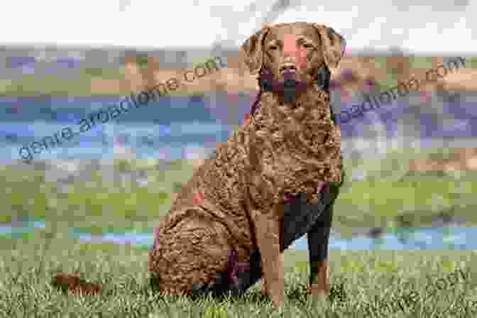 Chesapeake Bay Retriever Dog Union Courant Presents: The 40 Greatest Dog Breeds