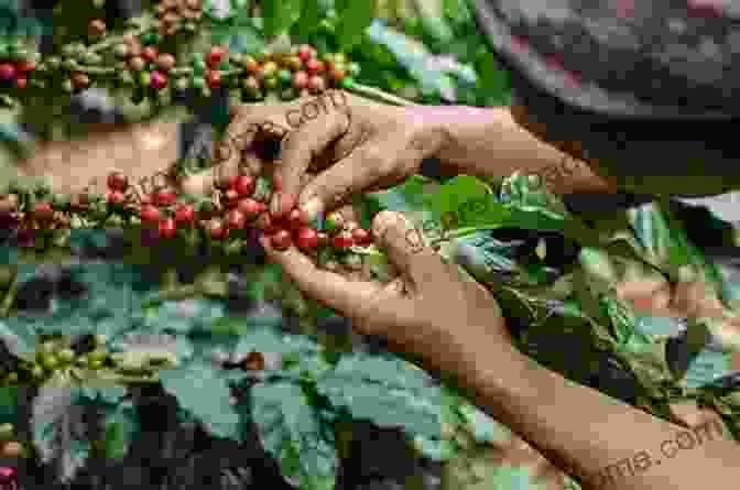 Coffee Farmers Working In A Sustainable Manner, Focusing On Environmental And Ethical Considerations Wine: A Social And Cultural History Of The Drink That Changed Our Lives (The Infinite Ideas Classic Win)