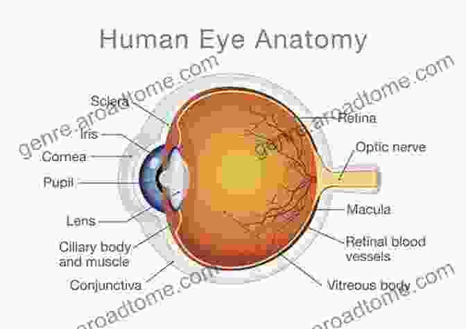 Detailed Diagram Of The Human Eye Anatomy The Dry Eye Remedy: The Complete Guide To Restoring The Health And Beauty Of Your Eyes