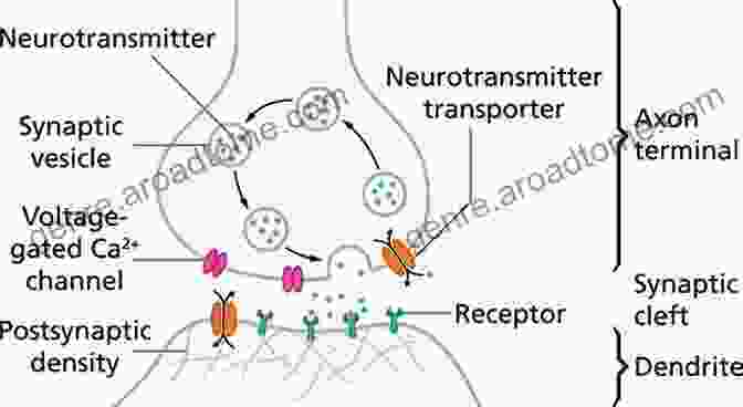 Diagram Of The Neural Circuits Involved In Communication Neuroscience For Organizational Communication: A Guide For Communicators And Leaders