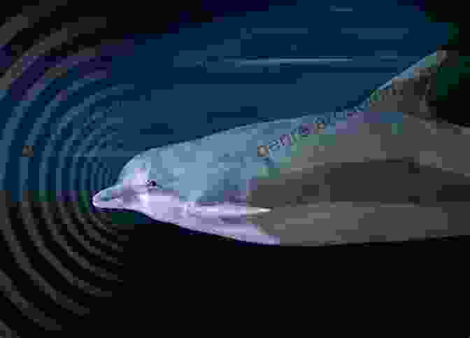 Dolphin Using Echolocation To Navigate Dolphins: Voices In The Ocean