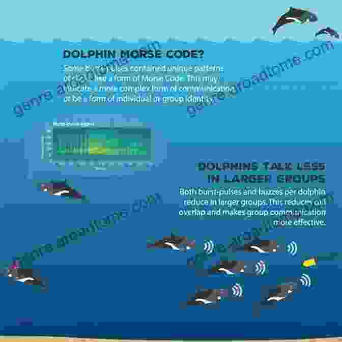 Dolphins Communicating Through Vocalizations Dolphins: Voices In The Ocean