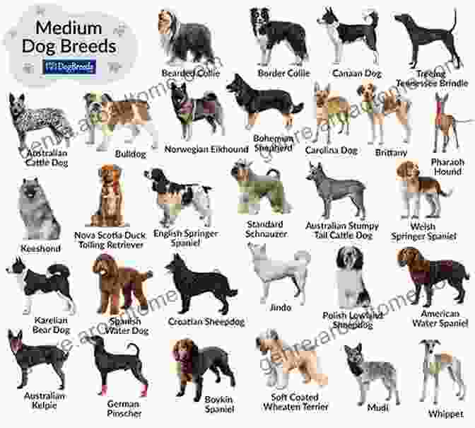 German Shepherd Dog Union Courant Presents: The 40 Greatest Dog Breeds