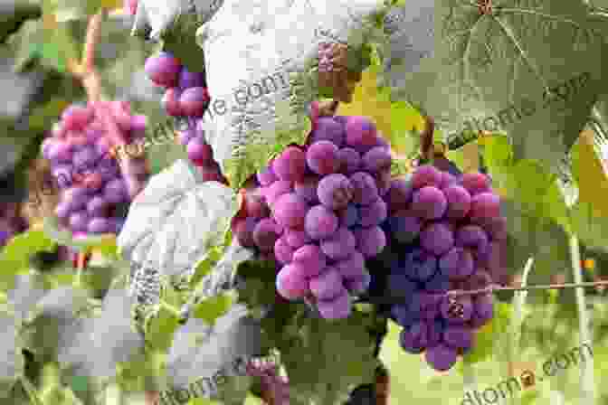 Grapes Growing On A Vine Words Of Winesdom