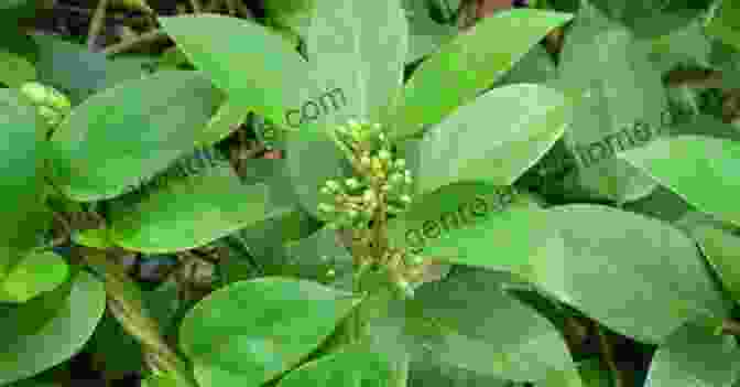 Gymnema Sylvestre Is A Herb That Has Been Shown To Lower Blood Sugar Levels And Reduce Sugar Cravings. Herbs For Type 1 And Type 2 Diabetes: Detailed List Of Herbs For Living Diabetes Free