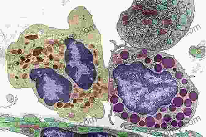 Histology Digital Microscopy Video Volume 11: Captivating Visuals Of Tissue Structure HISTOLOGY (DIGITAL MICROSCOPY VIDEO): Volume 11