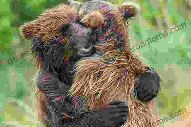 Mama Bear And Little Bear Embracing In A Heartwarming Reunion The Road To Mama Bear