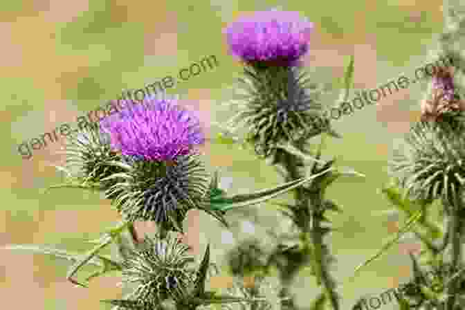 Milk Thistle Is A Herb That Has Been Shown To Lower Blood Sugar Levels And Protect The Liver From Damage. Herbs For Type 1 And Type 2 Diabetes: Detailed List Of Herbs For Living Diabetes Free