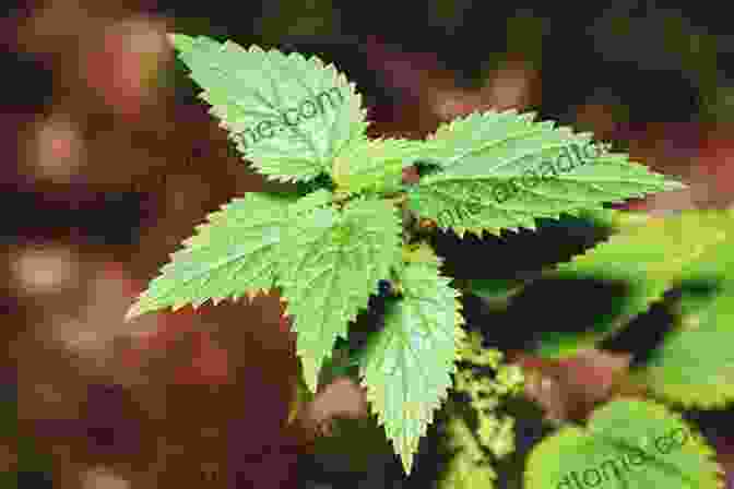 Nettle Leaf Is A Herb That Has Been Shown To Lower Blood Sugar Levels And Improve Kidney Function. Herbs For Type 1 And Type 2 Diabetes: Detailed List Of Herbs For Living Diabetes Free