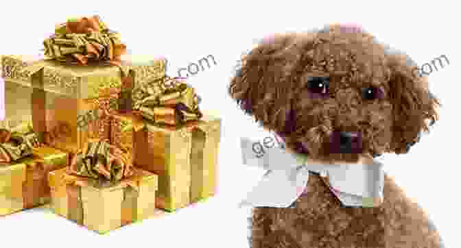 Poodle Dog Union Courant Presents: The 40 Greatest Dog Breeds