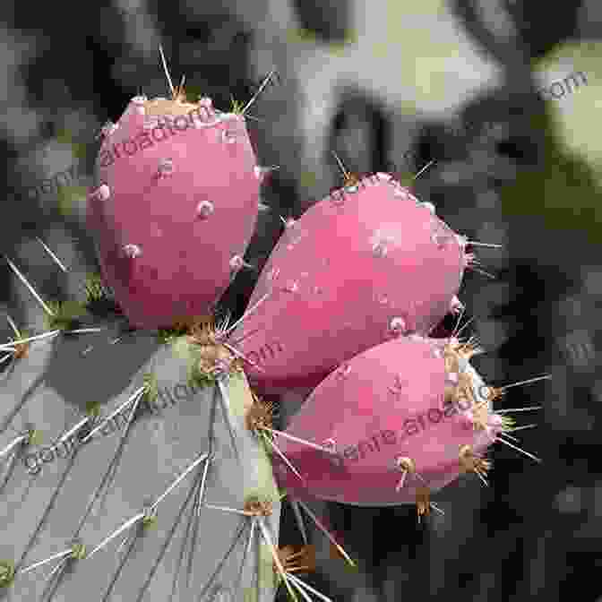 Prickly Pear Cactus Is A Fruit That Has Been Shown To Lower Blood Sugar Levels And Improve Insulin Sensitivity. Herbs For Type 1 And Type 2 Diabetes: Detailed List Of Herbs For Living Diabetes Free