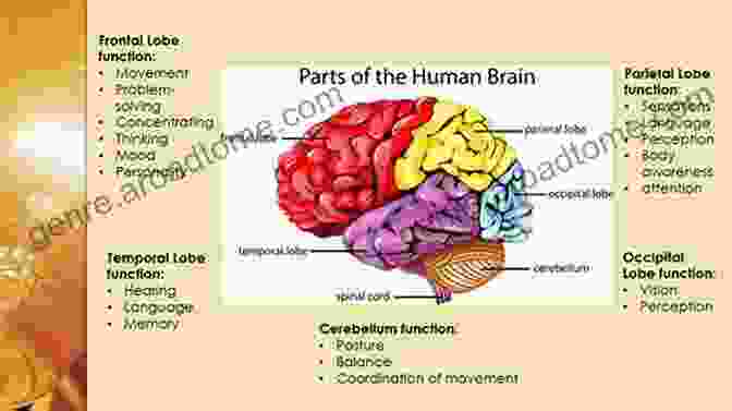 The Architecture Of The Human Mind The Human Mind Expressed In Written Form