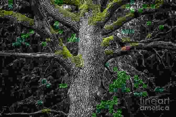 Wood And Forest Book Cover Featuring A Majestic Oak Tree Against A Serene Forest Backdrop Wood And Forest